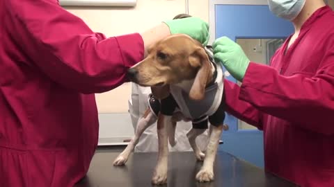 Drugs testing-Researches with dogs
