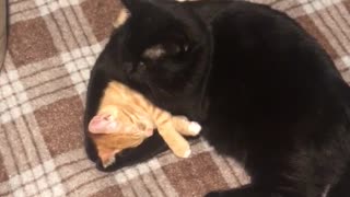 Cute Kitties Cuddle At Bedtime