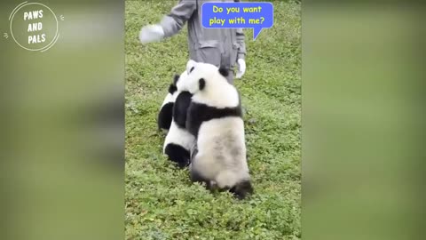 cute baby Panda are playing