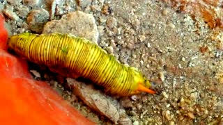 Caterpillar Monarch