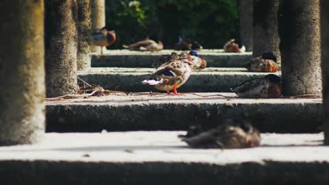 Ducks relaxing under a bridge