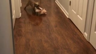 Wiener dog fetch slides across hall