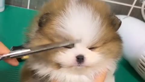 Puppy getting his haircut