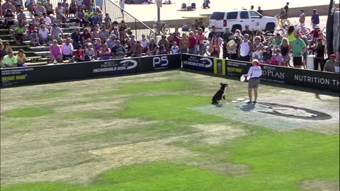 Flying Disc 1st Place - Incredible Dog Challenge 2015 Huntington Beach, CA