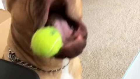 Massive pit bull holds ball in the side of his mouth