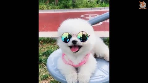 Baby Dogs - Cute and Funny Dog Videos Compilation #41 | Aww Animels