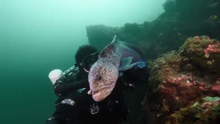 friendship with Wolf Eel