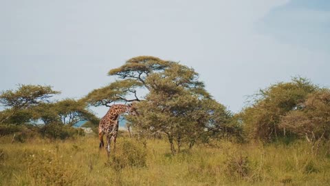 Cute portrait of grown giraffe eating green leafs from tree