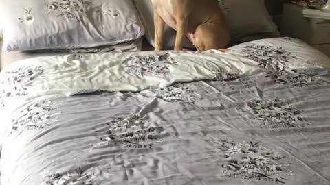 How to Get Your Scary Pitbull Off Your Bed