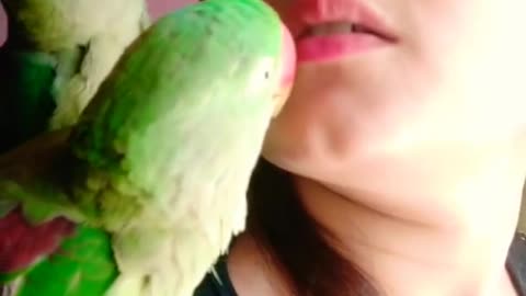 Parrots_give_kiss....Naughty Parrots...