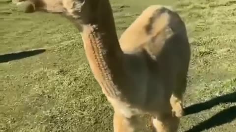 Alpaca hug