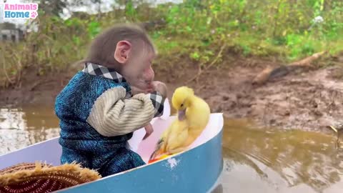 BiBi takes duckling to go fishing