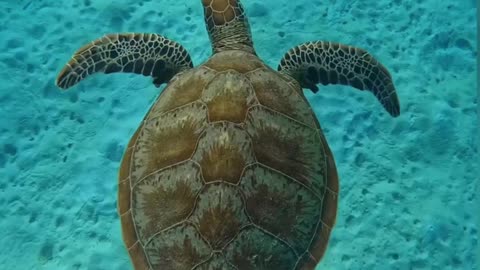 Tortoise In The Water #Tortoise_In_The_Water #animals_Nuture #tortoise #Recpect #Fish
