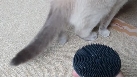 A cat that's being brushed!