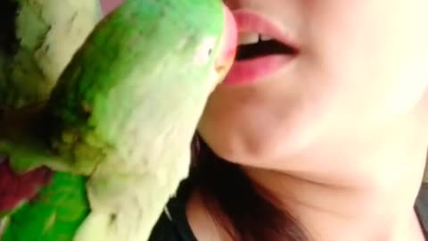 Parrot give kiss