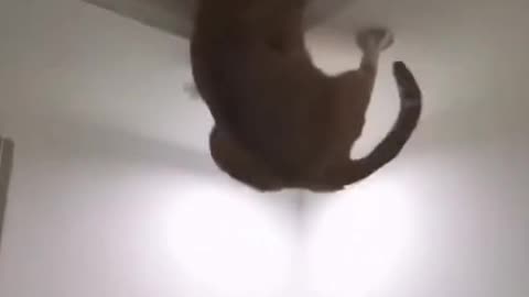 Cute Cat Is Afraid of Falling (Funny)