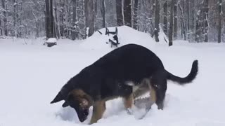 dog searches for snowball - the great snowball search_1