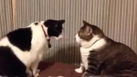 cute funny cats video