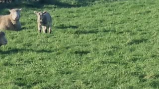 Some NIce Cute Lambs And Sheep On A Farm In Wales.