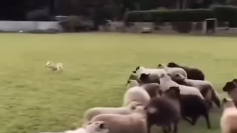 Worst Sheepdog Ever