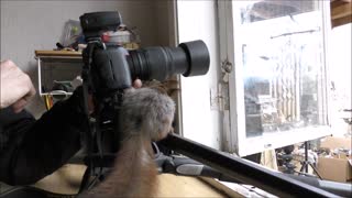Curious Squirrel Interacts With Photographer And Investigates His Equipment