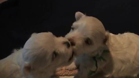 These cute little puppies love each other