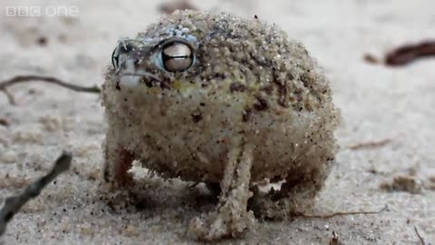 A tiny angry squeaking Frog Super Cute Animals