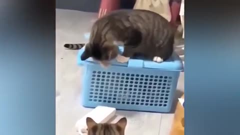Cute cat funny moment