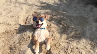 Perro disfruta de un hermoso día de playa