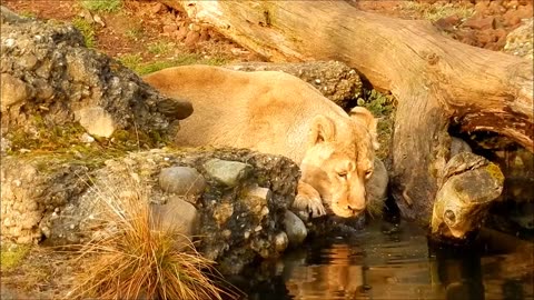 Lion Drinking wter