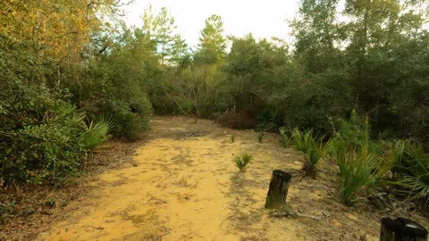 Yearling Trail in the Ocala National Forest Hike Part 3