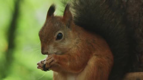 A Squirrel Eating while on top of a Feeder