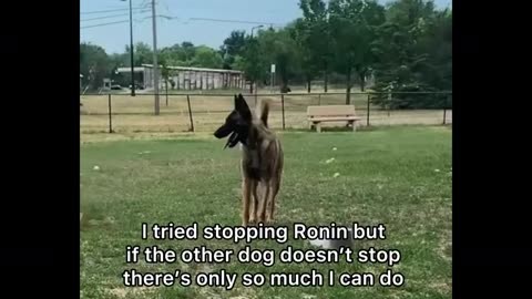 Dominant Dog Tries Messing W/Belgian Malinois At The Dog Park