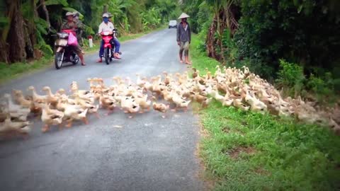 Epic Funny Ducks Cross The Road Like The Boss | You Just See It Only Viet Nam