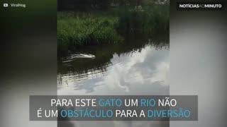 Gato atravessa rio a nado para brincar com amigos!