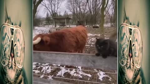The best of the best funny animals