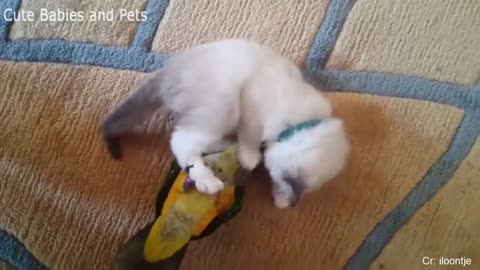 Funny Parrots Annoying Cats Compilation 😿🦜 Awesome Parrot Videos