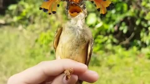 Exotic & beautiful bird shows off his majestic dance moves