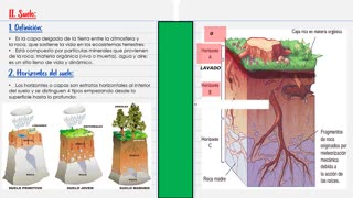 PAMER SEMESTRAL ESCOLAR 2022 | Semana 13 | Biología