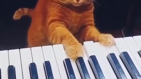 Cat Playing Piano - Funny Cats, Try Not To Laugh