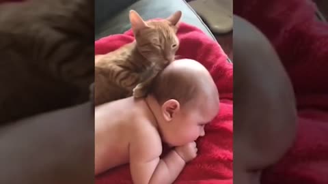 When Cats and Babies Play Together First time Funny Fails Video - Babies Adventures