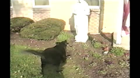 Black Labrador Is Scared Of Jesus Statue In Neighbor's Yard