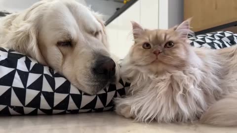 What does a Cat do when he finds a Golden Retriever in dog Bed