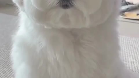 Cute white little puppy winking