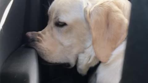 Exhausted Pup Sure Knows How To Sleep Anywhere