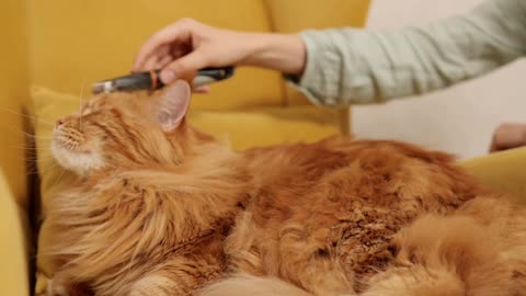 Lady cutting hair of cute Cat