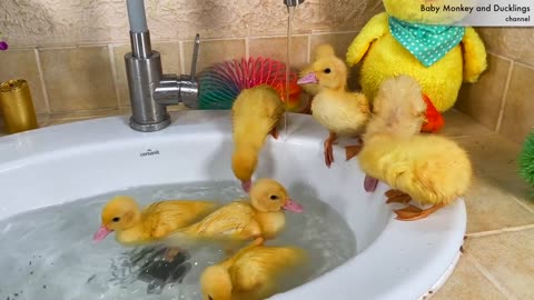 funny dog ​​and ducklings