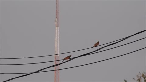 Tower on School And Birds On A Wire