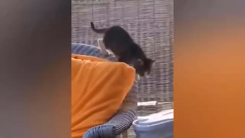 cat funny video