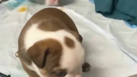 Baby cute dog fanny movement.